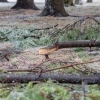 How to Prepare Your Trees for Winter Storms in Portland post image