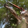 Top 5 Signs It’s Time to Remove a Tree from Your Property post image